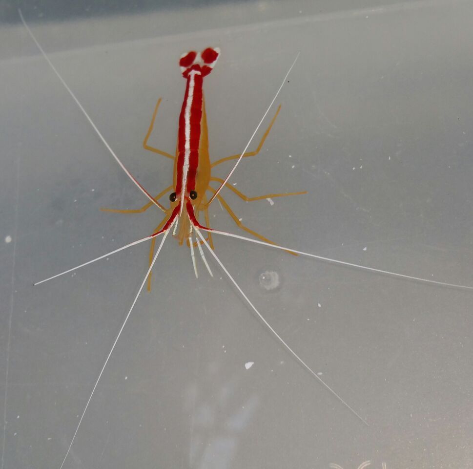 unspecified zpsfgnn3gwy - Coolest Livestock Around!!! Pics/Prices3/25