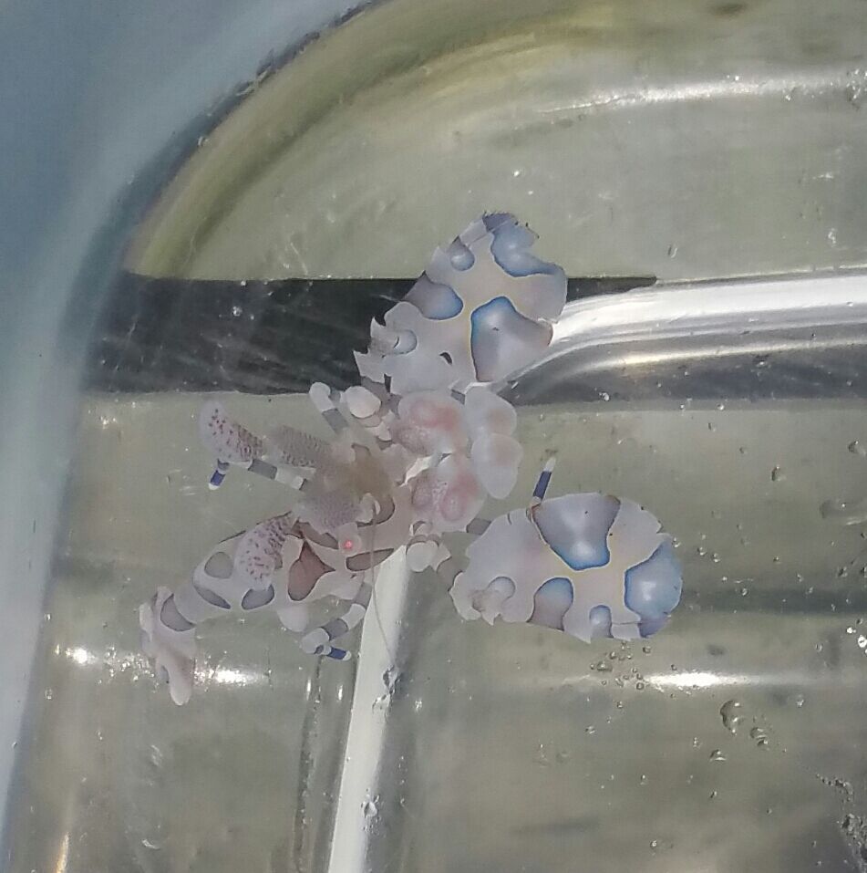 unspecified zpsfipgdy5n - Coolest Livestock Around!!! Pics/Prices3/25