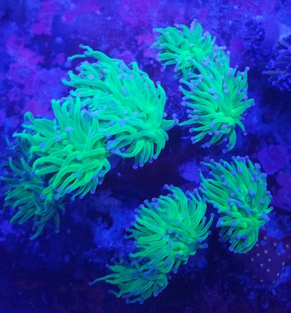 unspecified zpsfn7hxtyi - Fresh Bali Corals Just In @ Tropicorium! 4/1