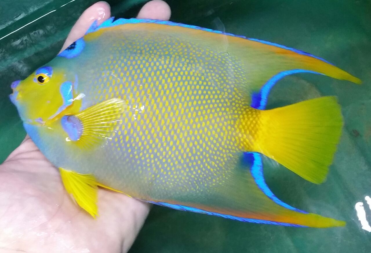 unspecified zpsfql1rrwm - Coolest Livestock Around!!! Pics/Prices3/25