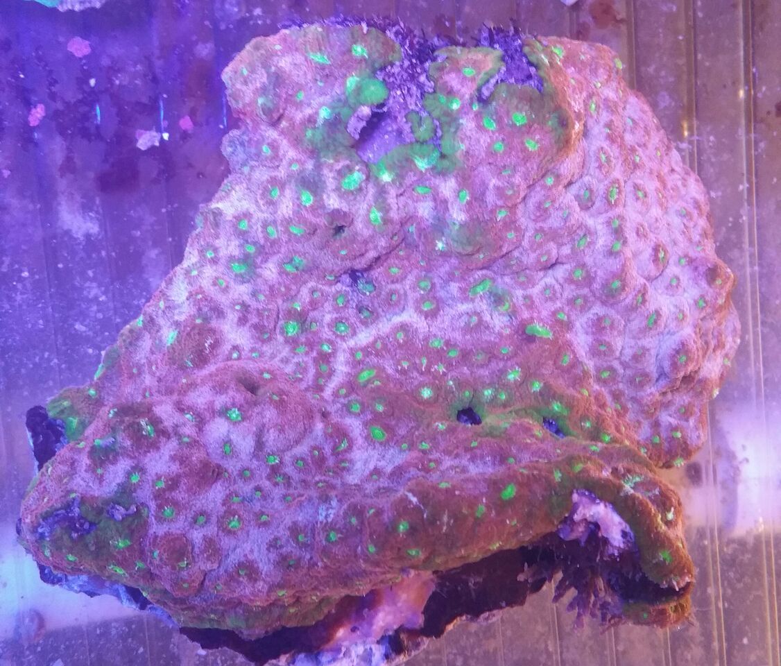 unspecified zpsgg40ugwq - Clowns, Corals, And An Angel Too!! Pics/Some Prices!!!