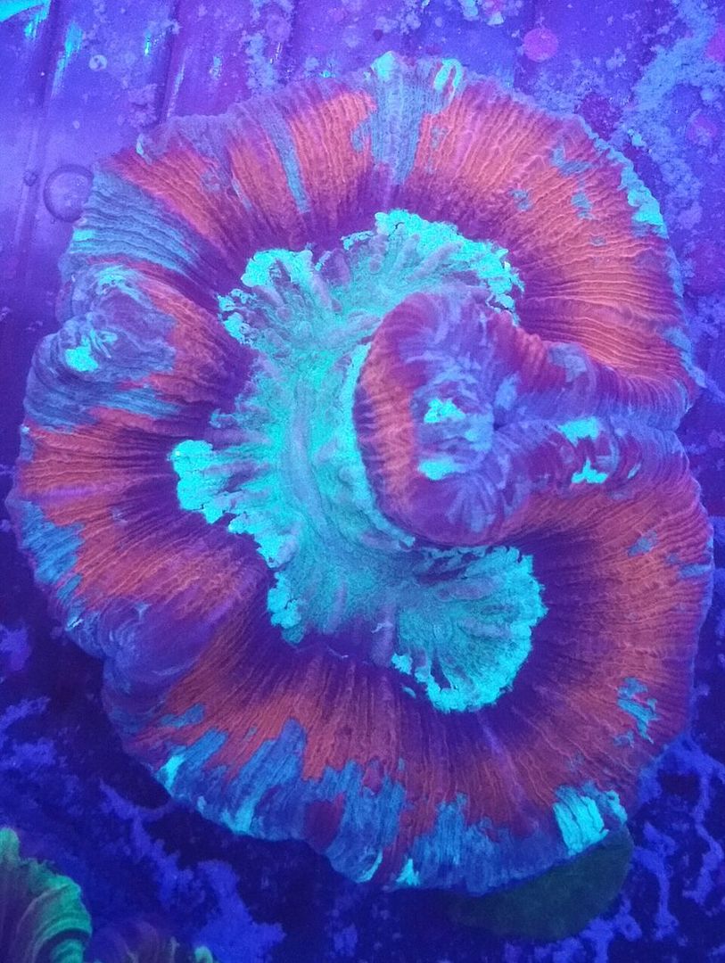 unspecified zpsh0sqmjig - Fresh Bali Corals Just In @ Tropicorium! 4/1