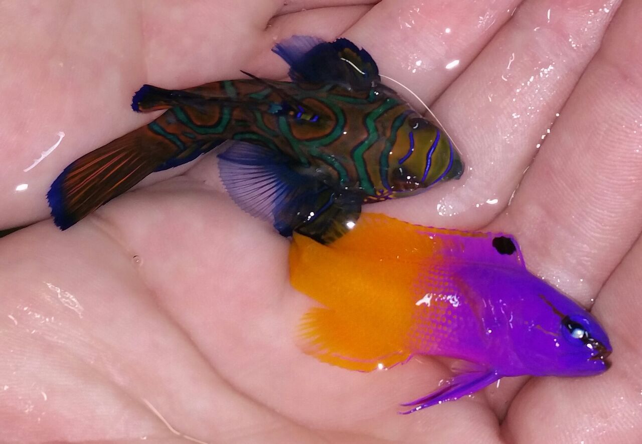 unspecified zpshxzurliu - Coolest Livestock Around!!! Pics/Prices3/25