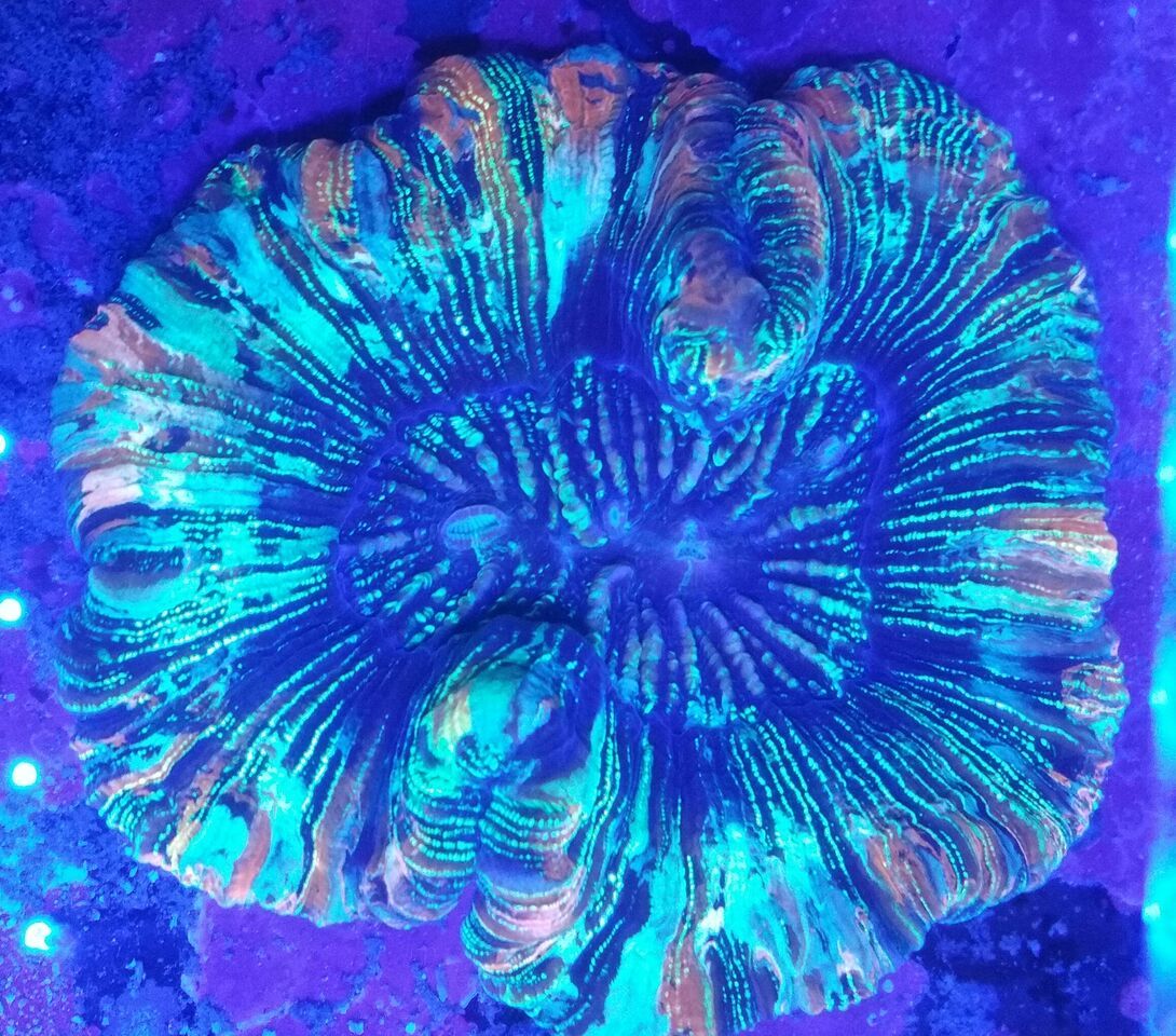 unspecified zpsi7kswqg2 - Clowns, Corals, And An Angel Too!! Pics/Some Prices!!!