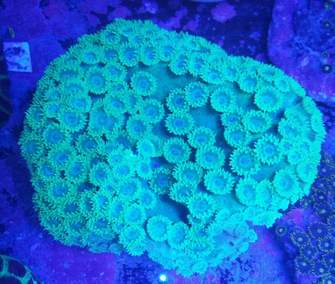 unspecified zpsim2fxhqb - Clowns, Corals, And An Angel Too!! Pics/Some Prices!!!