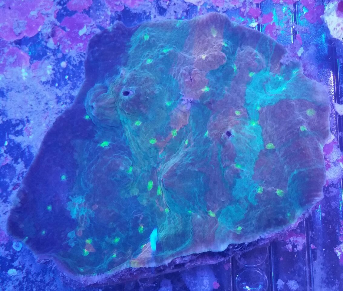 unspecified zpsj5io9fzi - Clowns, Corals, And An Angel Too!! Pics/Some Prices!!!