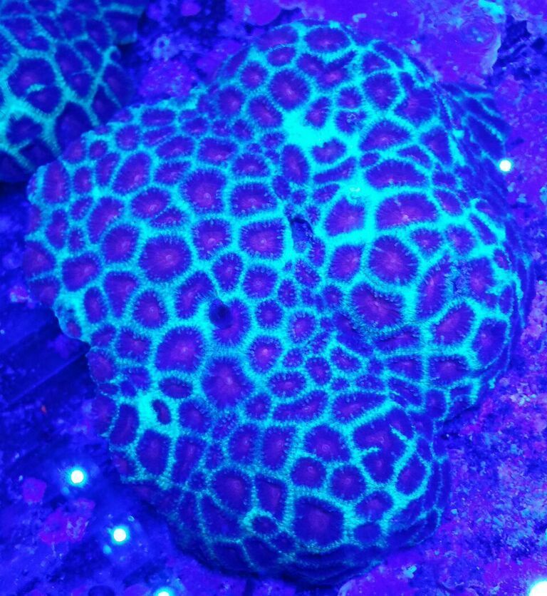 unspecified zpsjxapy9r1 - Awesome Hand Picked Corals!! Pics/Prices!!!