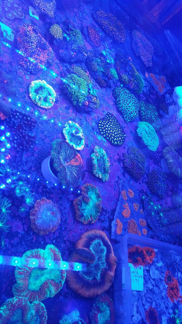 unspecified zpskgacmyor - Clowns, Corals, And An Angel Too!! Pics/Some Prices!!!