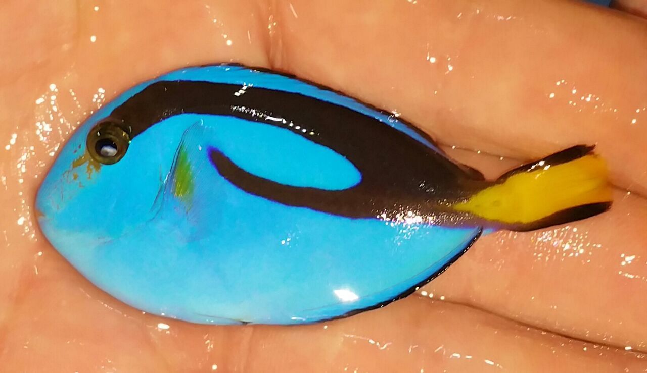 unspecified zpsktzbsszj - Coolest Livestock Around!!! Pics/Prices3/25