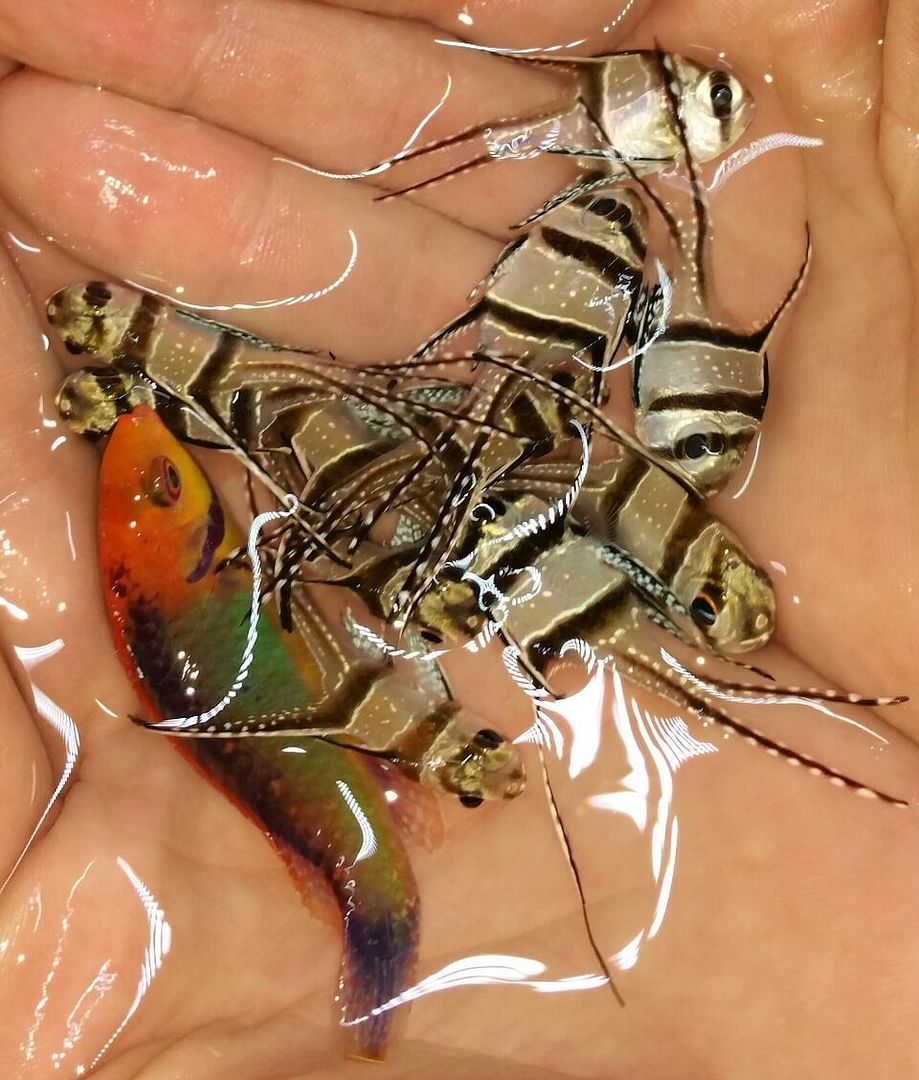 unspecified zpskwybjh0q - Coolest Livestock Around!!! Pics/Prices3/25