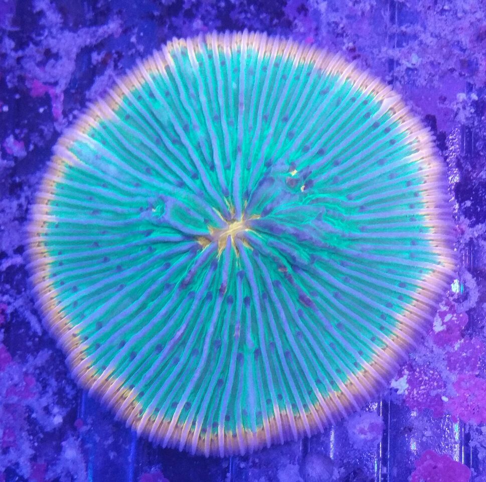 unspecified zpslwlhbs4h - Clowns, Corals, And An Angel Too!! Pics/Some Prices!!!