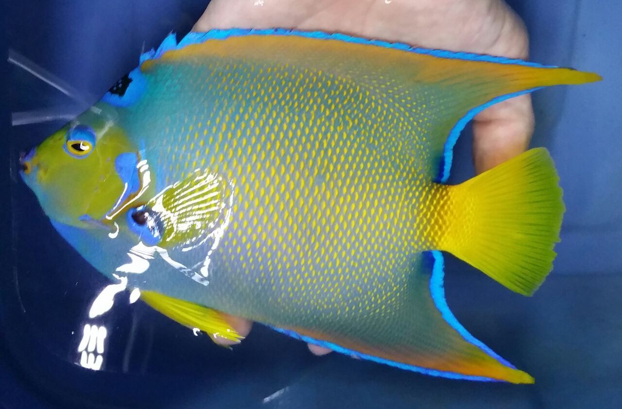 unspecified zpsn2gvn0nc - Coolest Livestock Around!!! Pics/Prices3/25