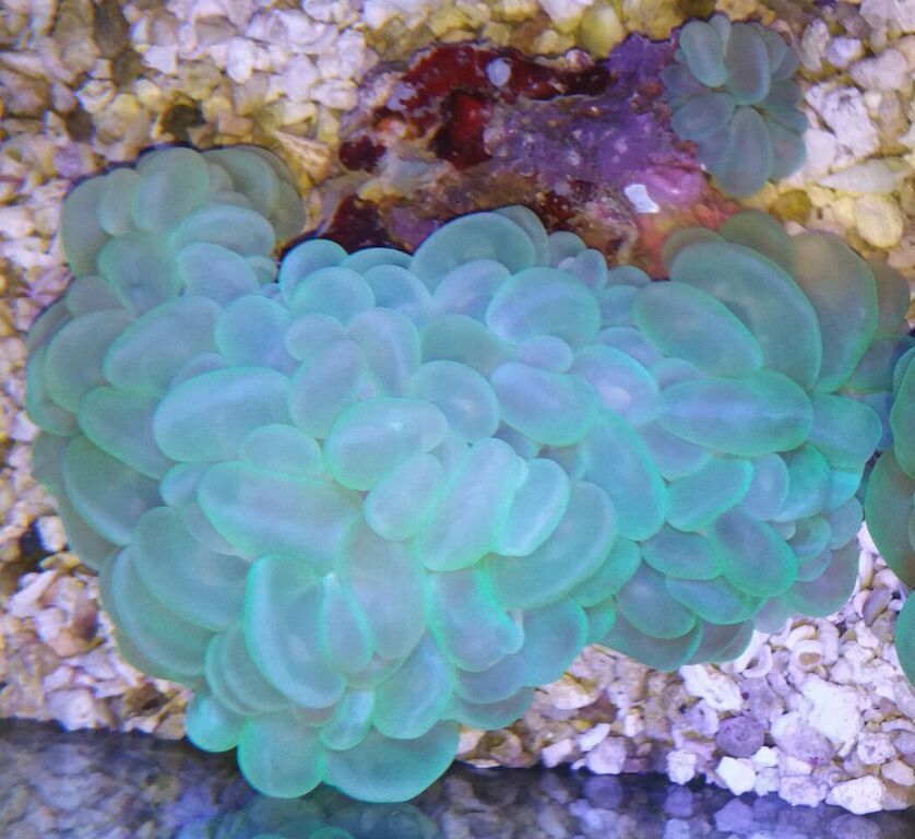 unspecified zpsnwol14oh - Awesome Hand Picked Corals!! Pics/Prices!!!