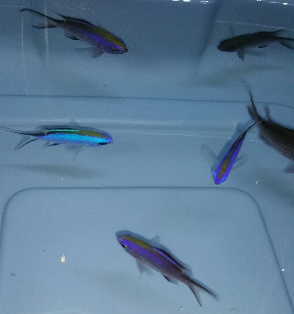 unspecified zpso82n0x2o - Coolest Livestock Around!!! Pics/Prices3/25