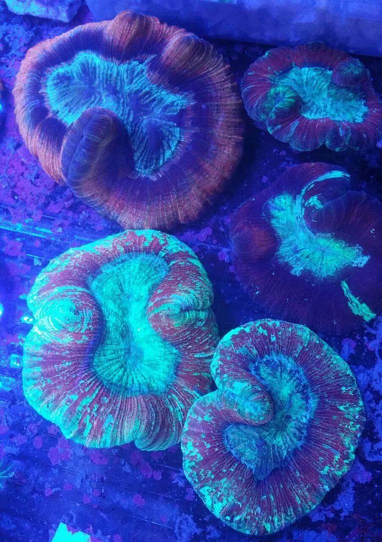 unspecified zpsoasaeyxi - Clowns, Corals, And An Angel Too!! Pics/Some Prices!!!