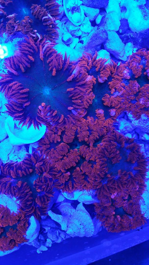 unspecified zpsoykrnt1c - Fresh Bali Corals Just In @ Tropicorium! 4/1
