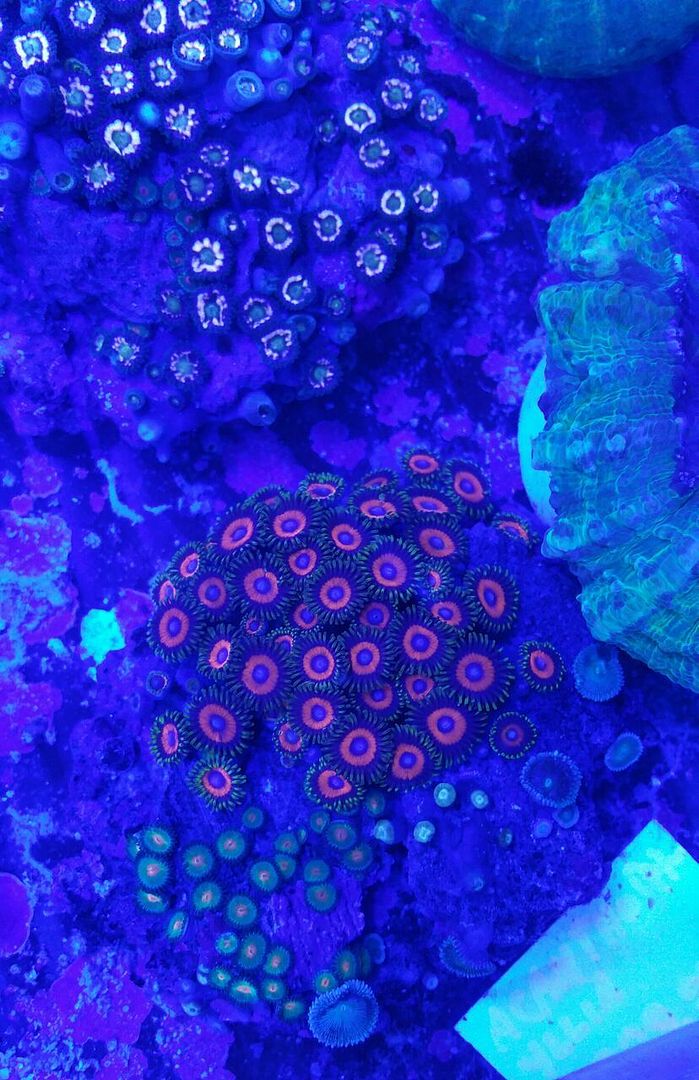 unspecified zpsqghv2ifb - Fresh Bali Corals Just In @ Tropicorium! 4/1