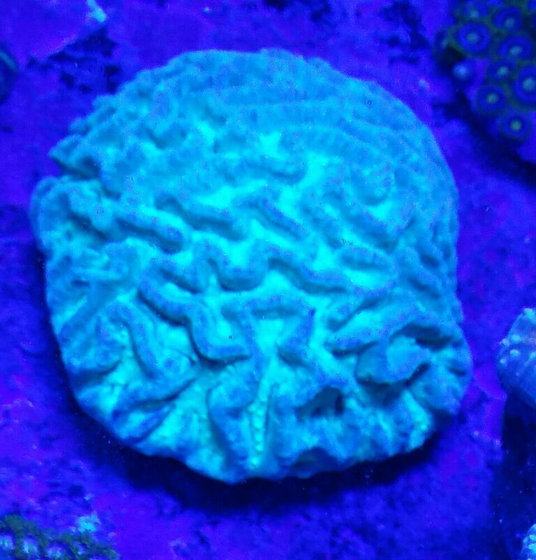 unspecified zpsr9fsa1zr - Awesome Hand Picked Corals!! Pics/Prices!!!