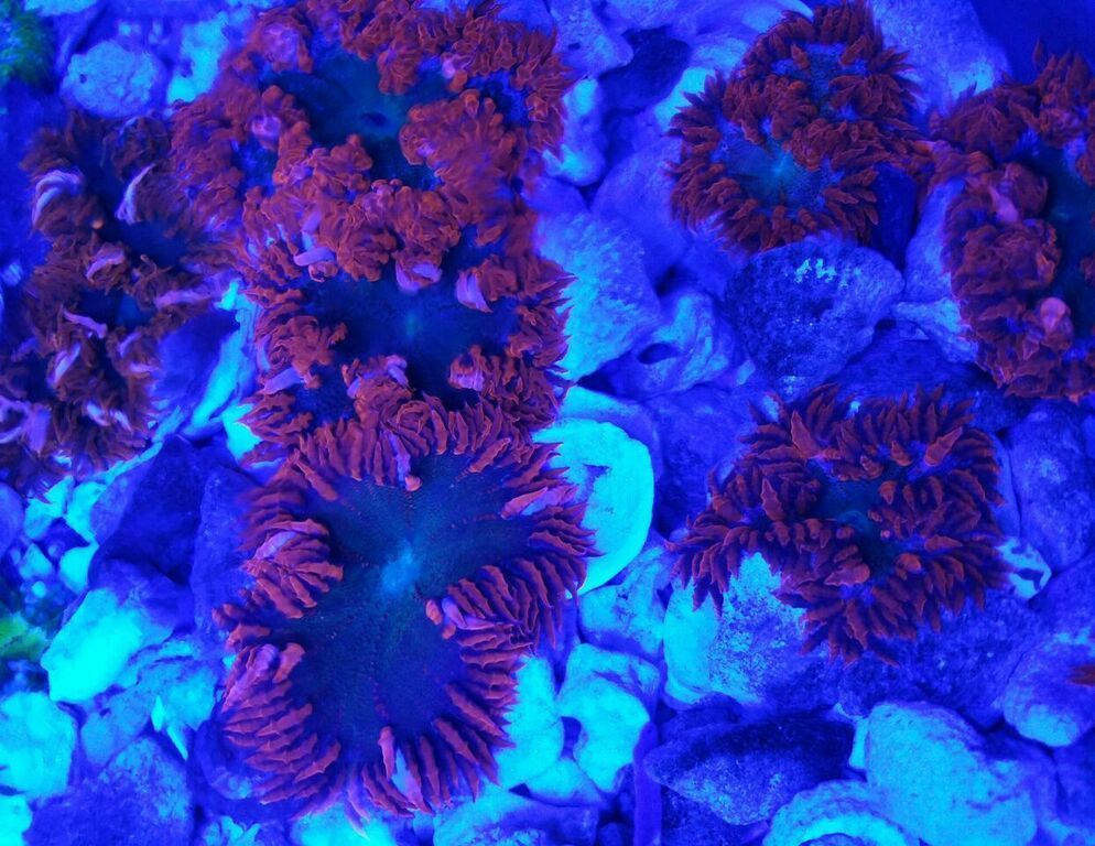 unspecified zpsrab9q8k7 - Awesome Hand Picked Corals!! Pics/Prices!!!