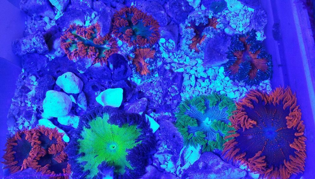 unspecified zpssgqit0z1 - Awesome Hand Picked Corals!! Pics/Prices!!!