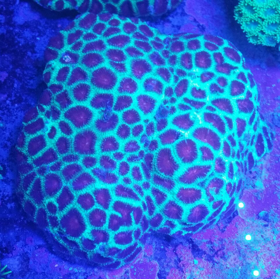 unspecified zpsslyrh26y - Clowns, Corals, And An Angel Too!! Pics/Some Prices!!!