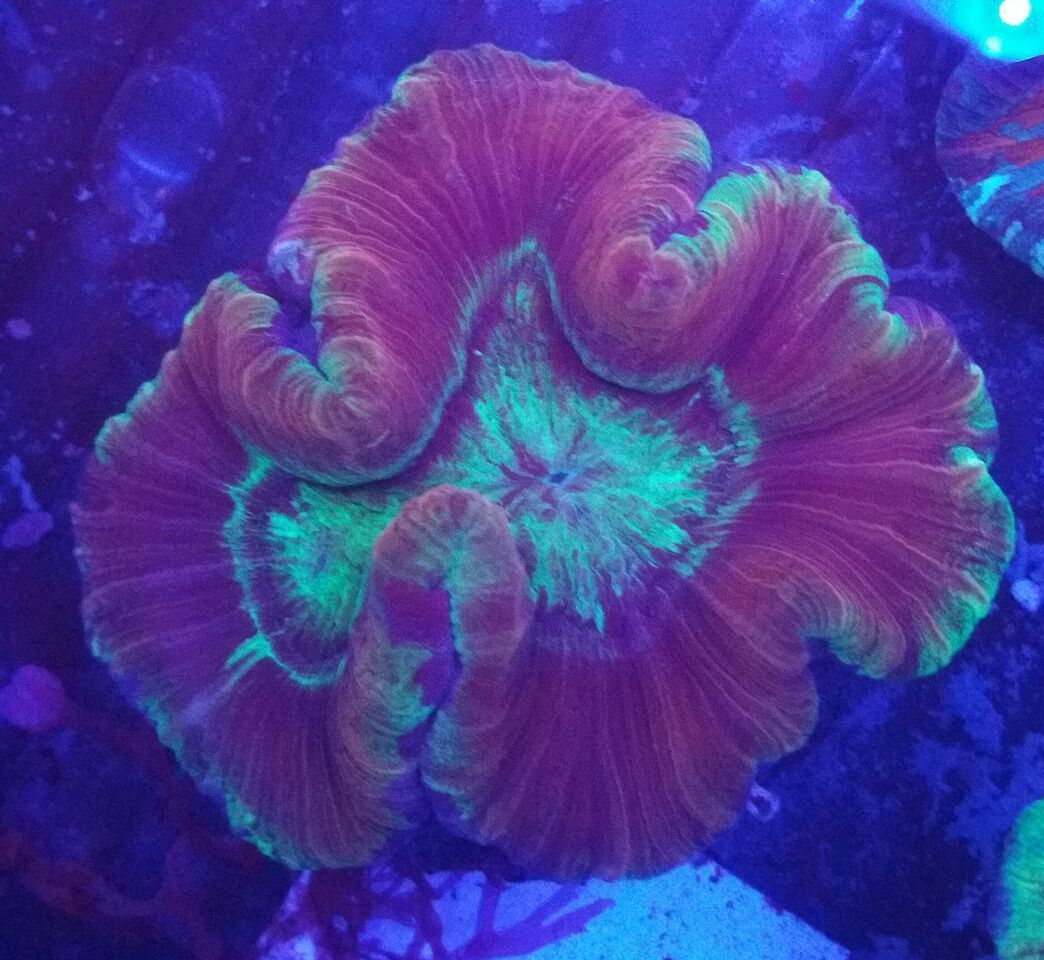 unspecified zpssx4inymg - Fresh Bali Corals Just In @ Tropicorium! 4/1