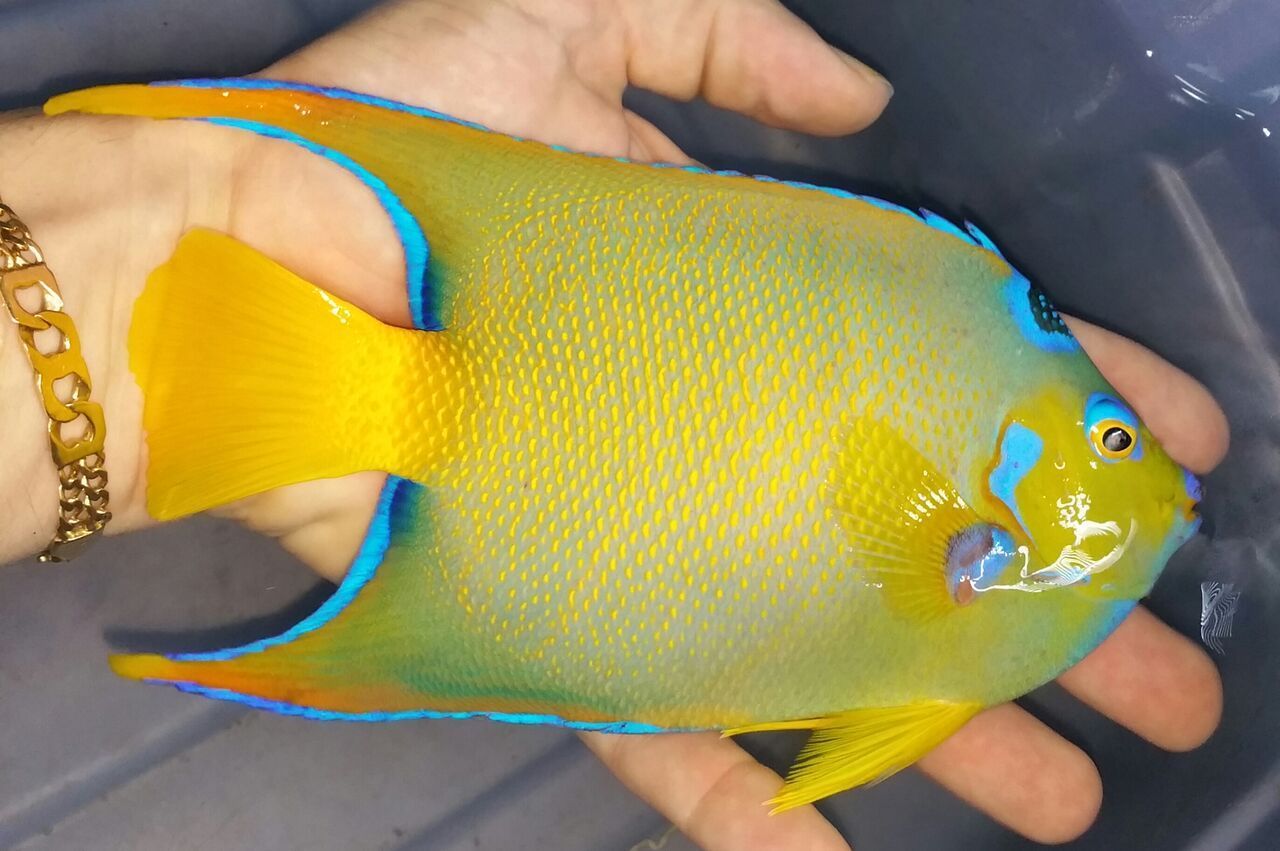 unspecified zpstlr1v2gi - Coolest Livestock Around!!! Pics/Prices3/25