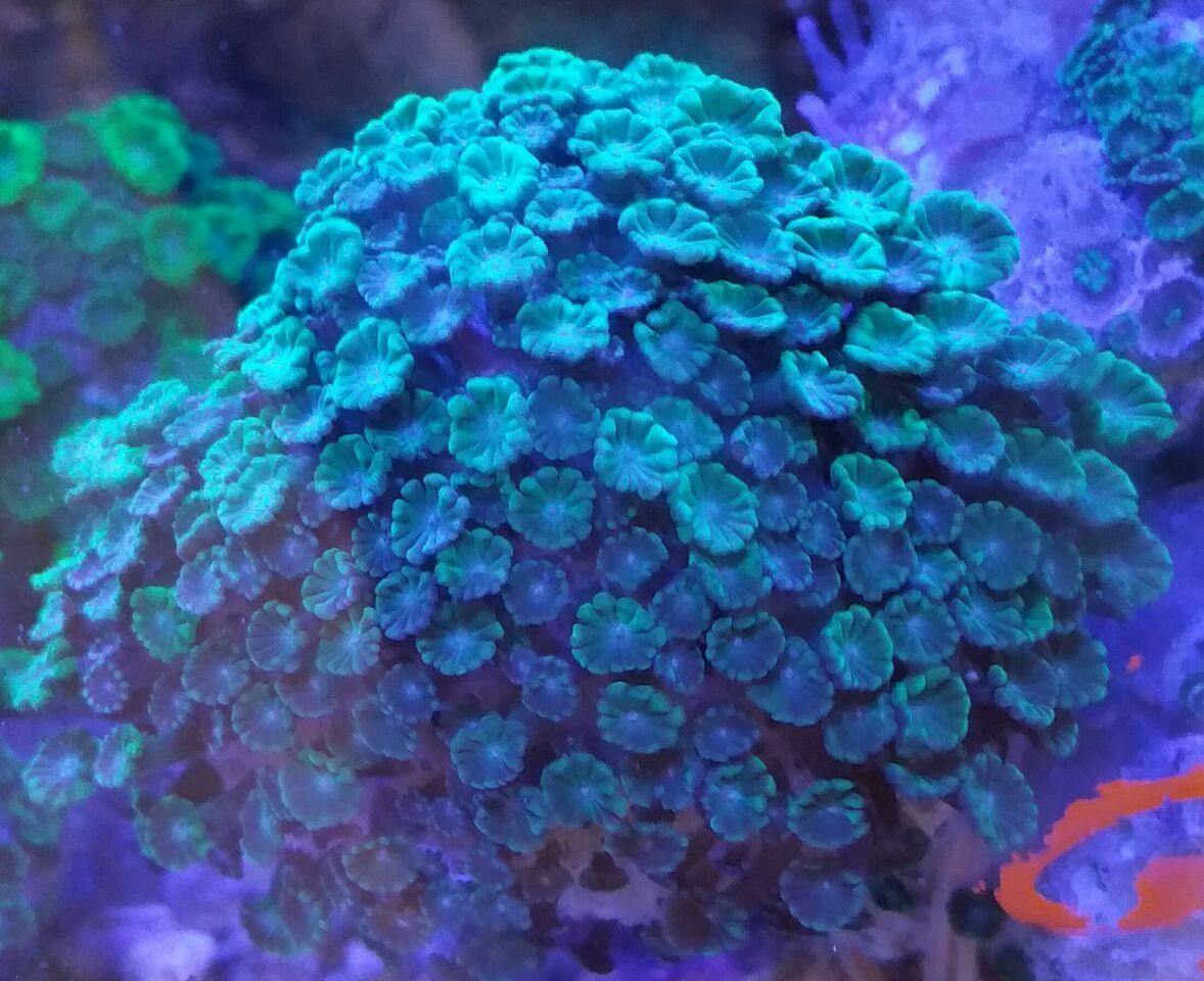 unspecified zpsu1qx5rxr - Fresh Bali Corals Just In @ Tropicorium! 4/1