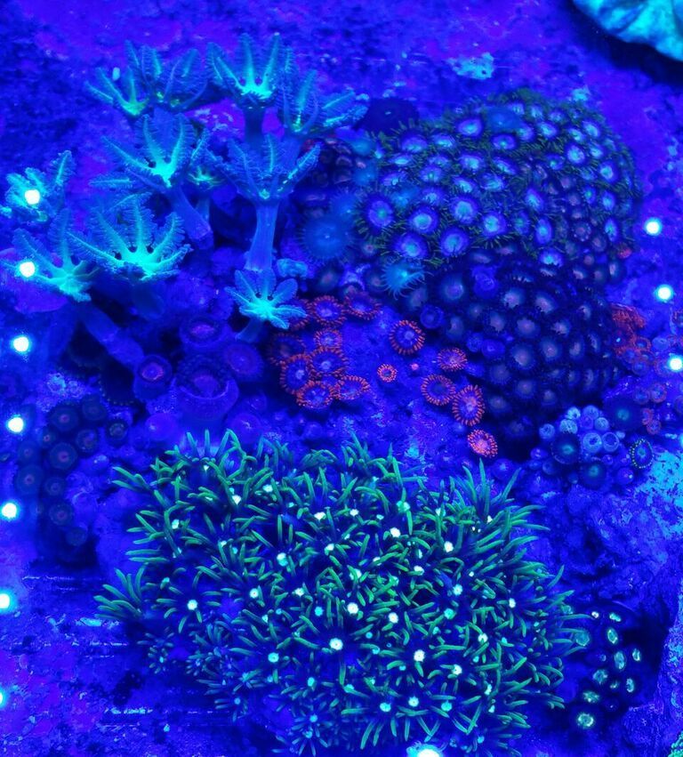 unspecified zpsuc1a3jxm - Awesome Hand Picked Corals!! Pics/Prices!!!