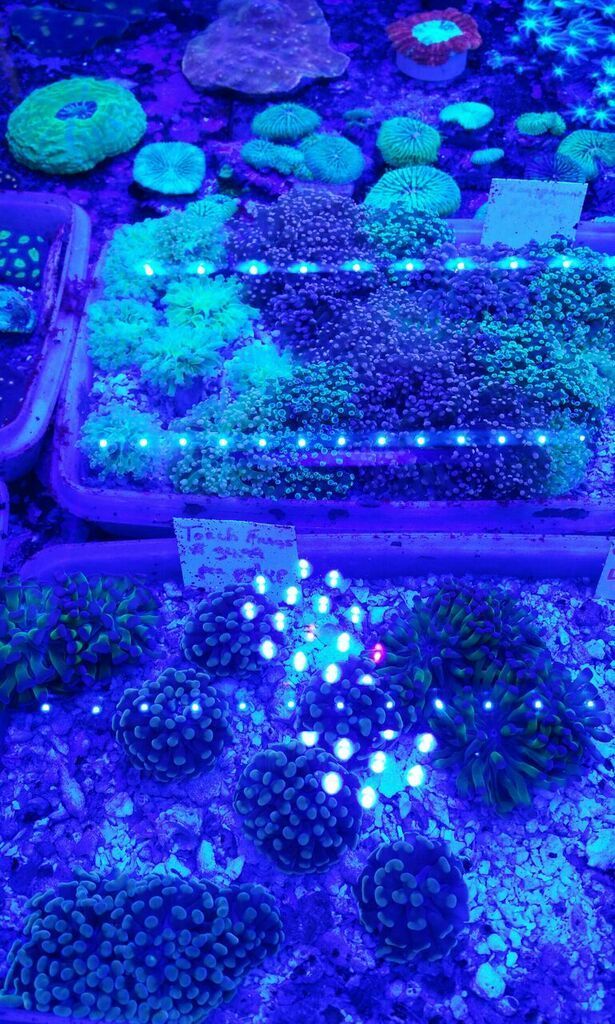 unspecified zpsur2pxw4g - Awesome Hand Picked Corals!! Pics/Prices!!!