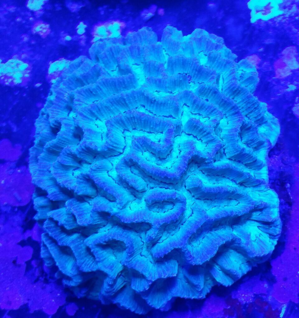 unspecified zpsuyrwf6ww - Fresh Bali Corals Just In @ Tropicorium! 4/1