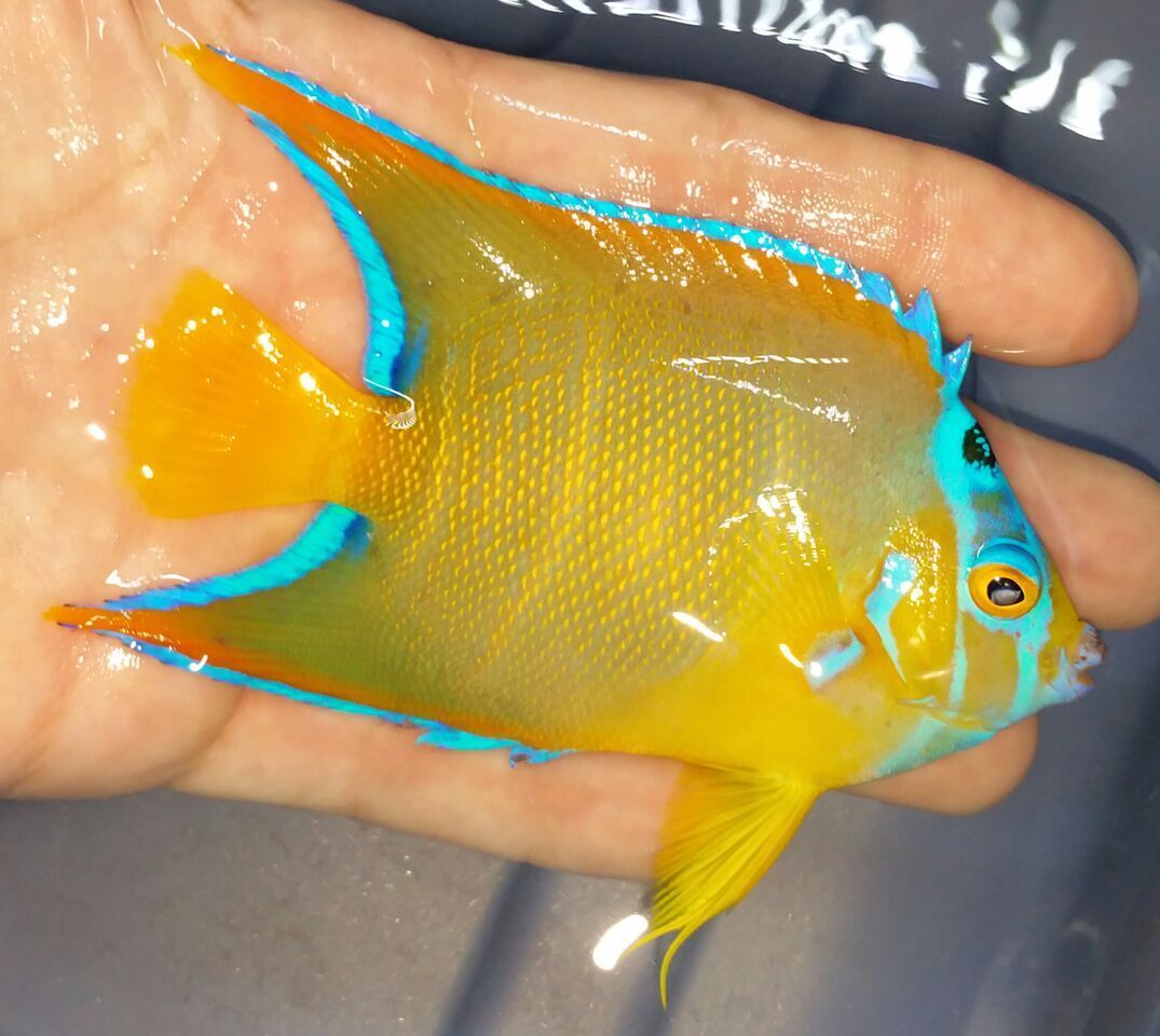 unspecified zpsvf2znlad - Coolest Livestock Around!!! Pics/Prices3/25