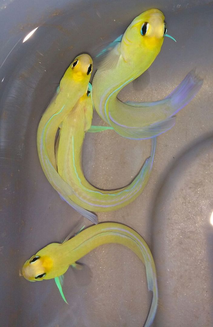 unspecified zpsvmgarec5 - Coolest Livestock Around!!! Pics/Prices3/25