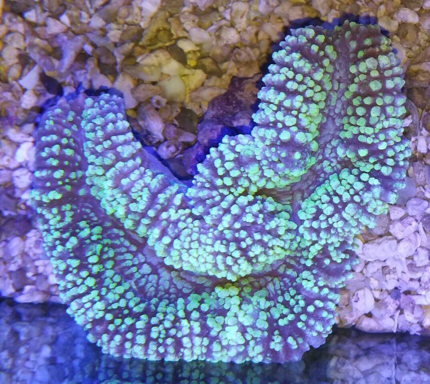 unspecified zpsvqlevvge - Awesome Hand Picked Corals!! Pics/Prices!!!