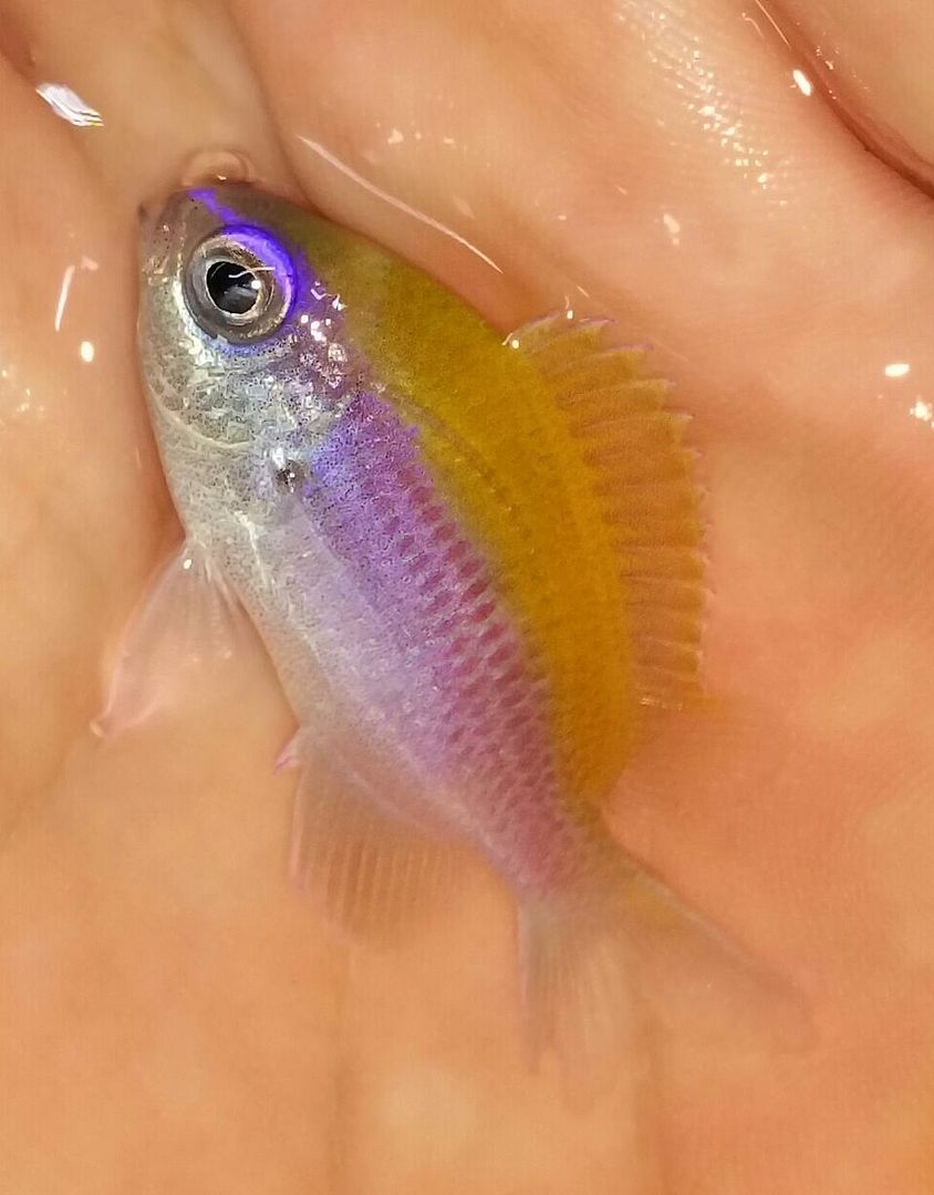 unspecified zpswazt34nq - Coolest Livestock Around!!! Pics/Prices3/25