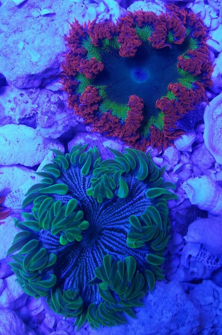 unspecified zpswz9tojuw - Fresh Bali Corals Just In @ Tropicorium! 4/1