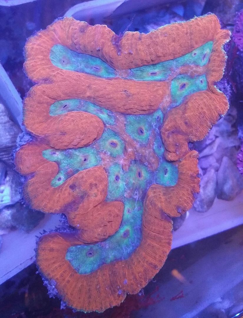 unspecified zpsx1mf5w0h - Clowns, Corals, And An Angel Too!! Pics/Some Prices!!!