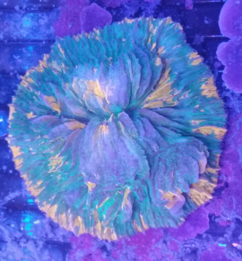 unspecified zpsxtoxmtix - Clowns, Corals, And An Angel Too!! Pics/Some Prices!!!
