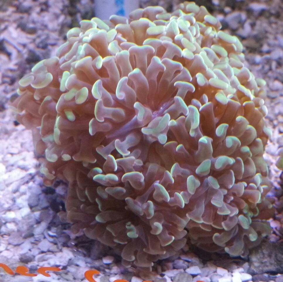 unspecified zpsyaiijwxl - Clowns, Corals, And An Angel Too!! Pics/Some Prices!!!