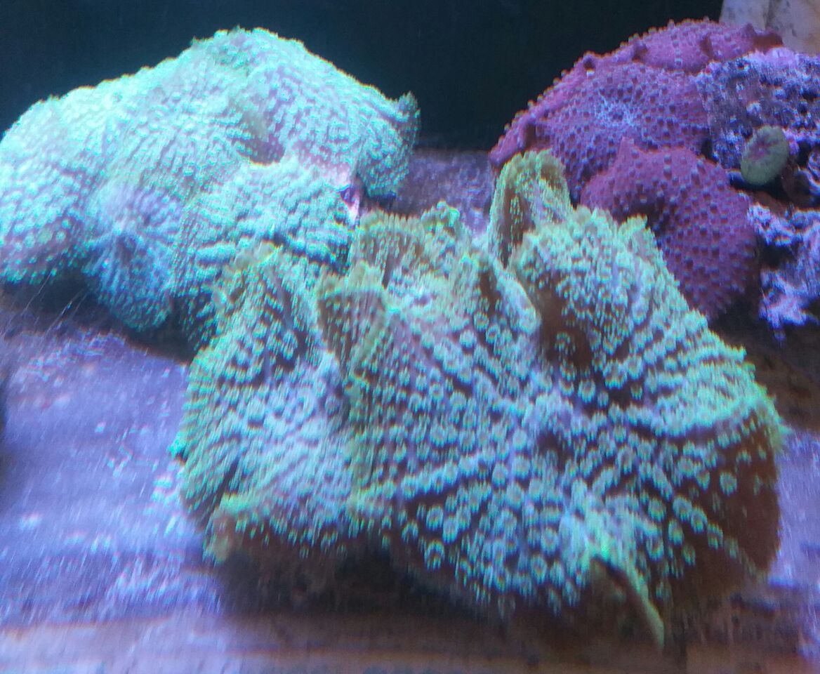 unspecified zpsydtulv7d - Clowns, Corals, And An Angel Too!! Pics/Some Prices!!!