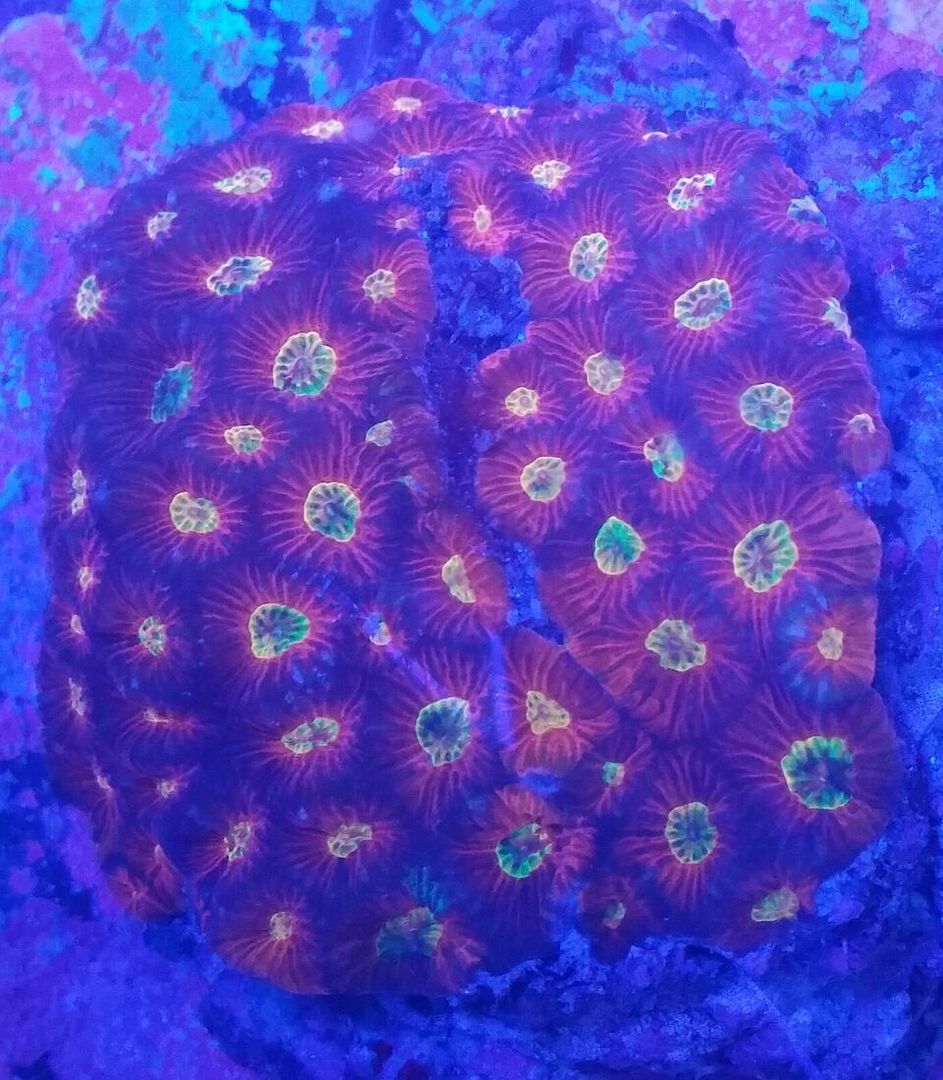 unspecified zpsynesfetg - Clowns, Corals, And An Angel Too!! Pics/Some Prices!!!