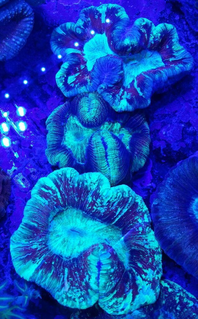 unspecified zpsz1cgssrh - Awesome Hand Picked Corals!! Pics/Prices!!!