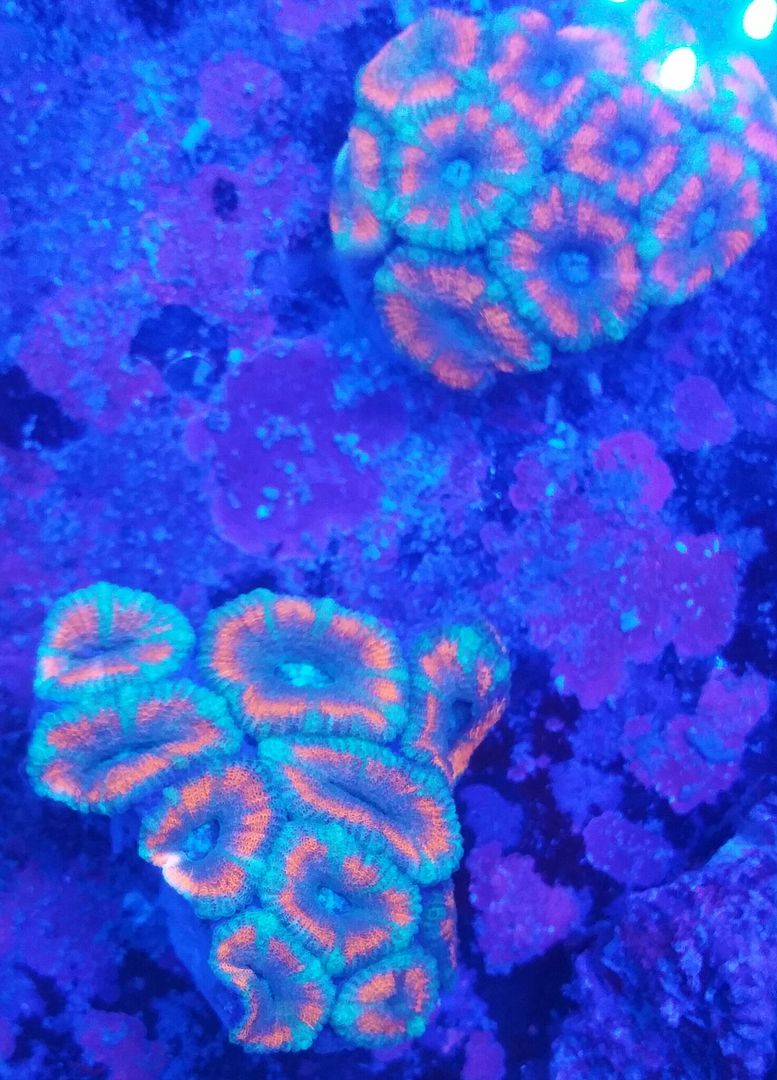 unspecified zps15gzxelb - Sweet Corals & Fresh Frags!!! Trop is Your Shop!!