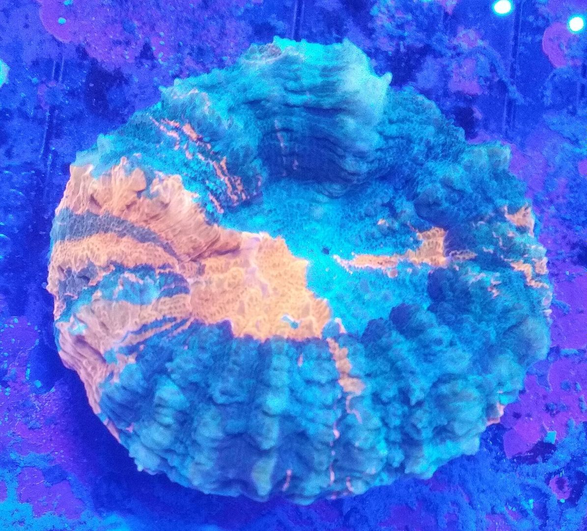 unspecified zps2lr9q2hq - Sweet Corals & Fresh Frags!!! Trop is Your Shop!!
