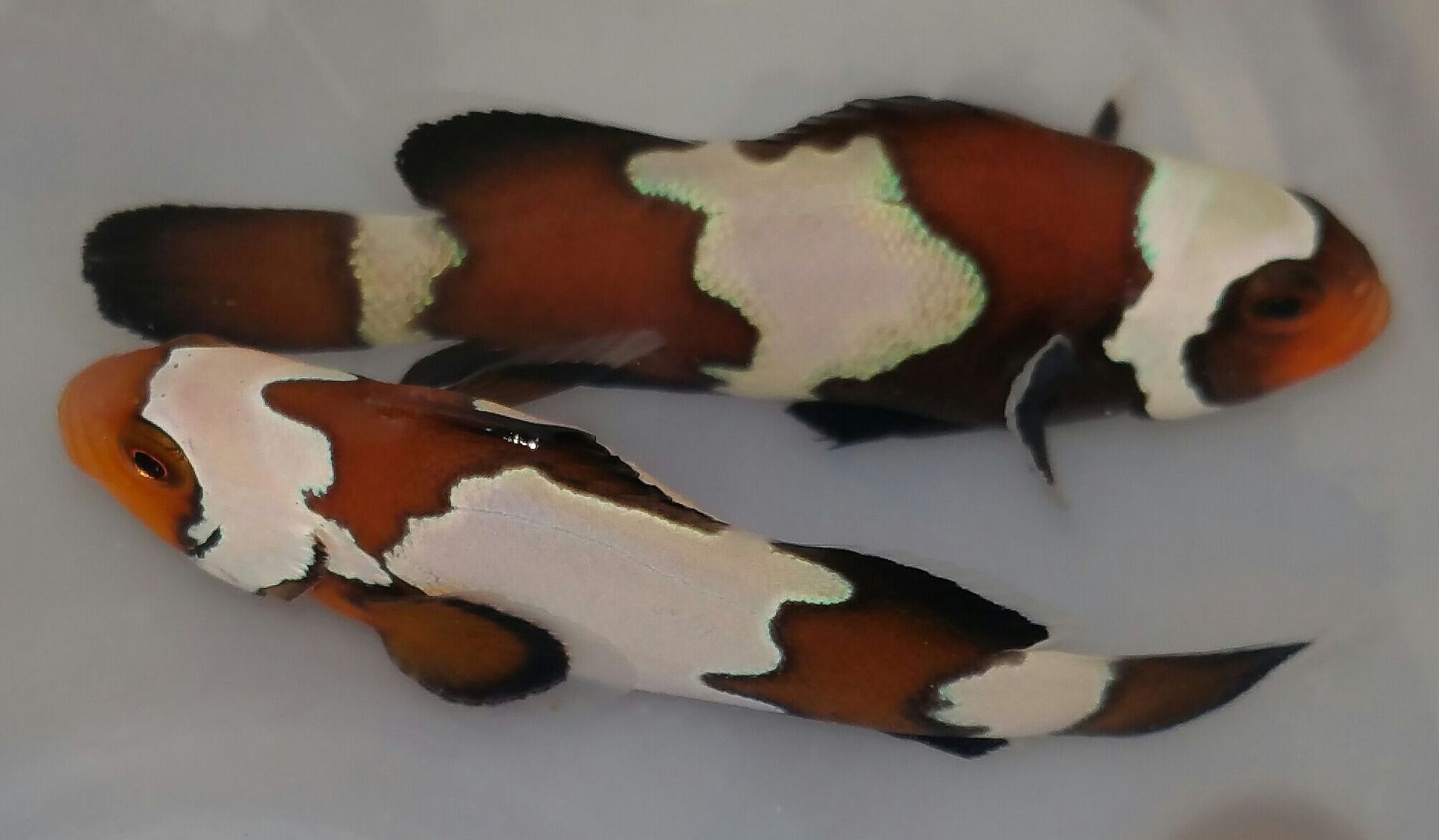 unspecified zps4bavh5wj - New Clownfish at Tropicorium!