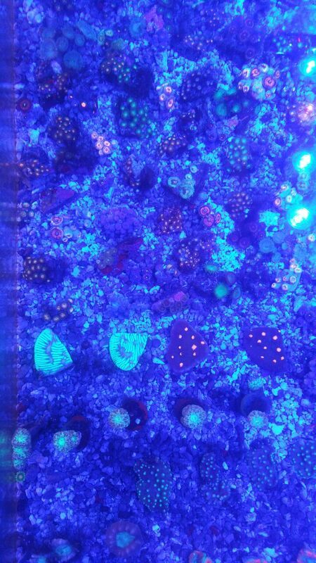 unspecified zps4u3hz0fh - Sweet Corals & Fresh Frags!!! Trop is Your Shop!!