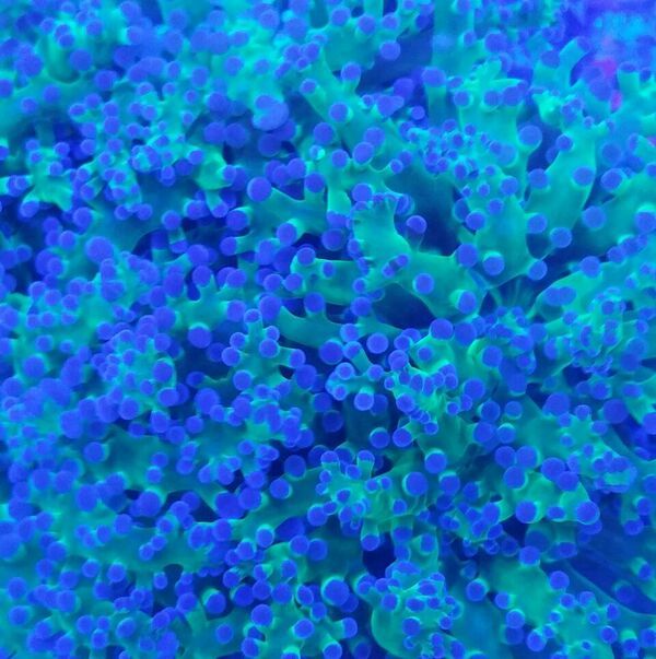 unspecified zps4xh9uqlu - Sweet Corals & Fresh Frags!!! Trop is Your Shop!!