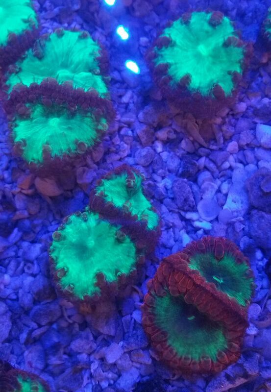 unspecified zps7nacd3n7 - Sweet Corals & Fresh Frags!!! Trop is Your Shop!!