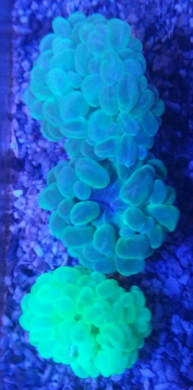 unspecified zpsanfzemj3 - Sweet Corals & Fresh Frags!!! Trop is Your Shop!!