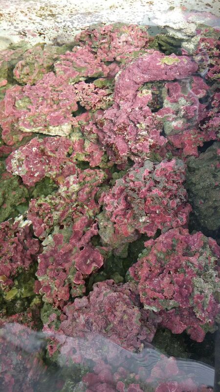 unspecified zpsd8tnwylg - Fully Conditioned Healthy Fish & Corals In Stock!!!